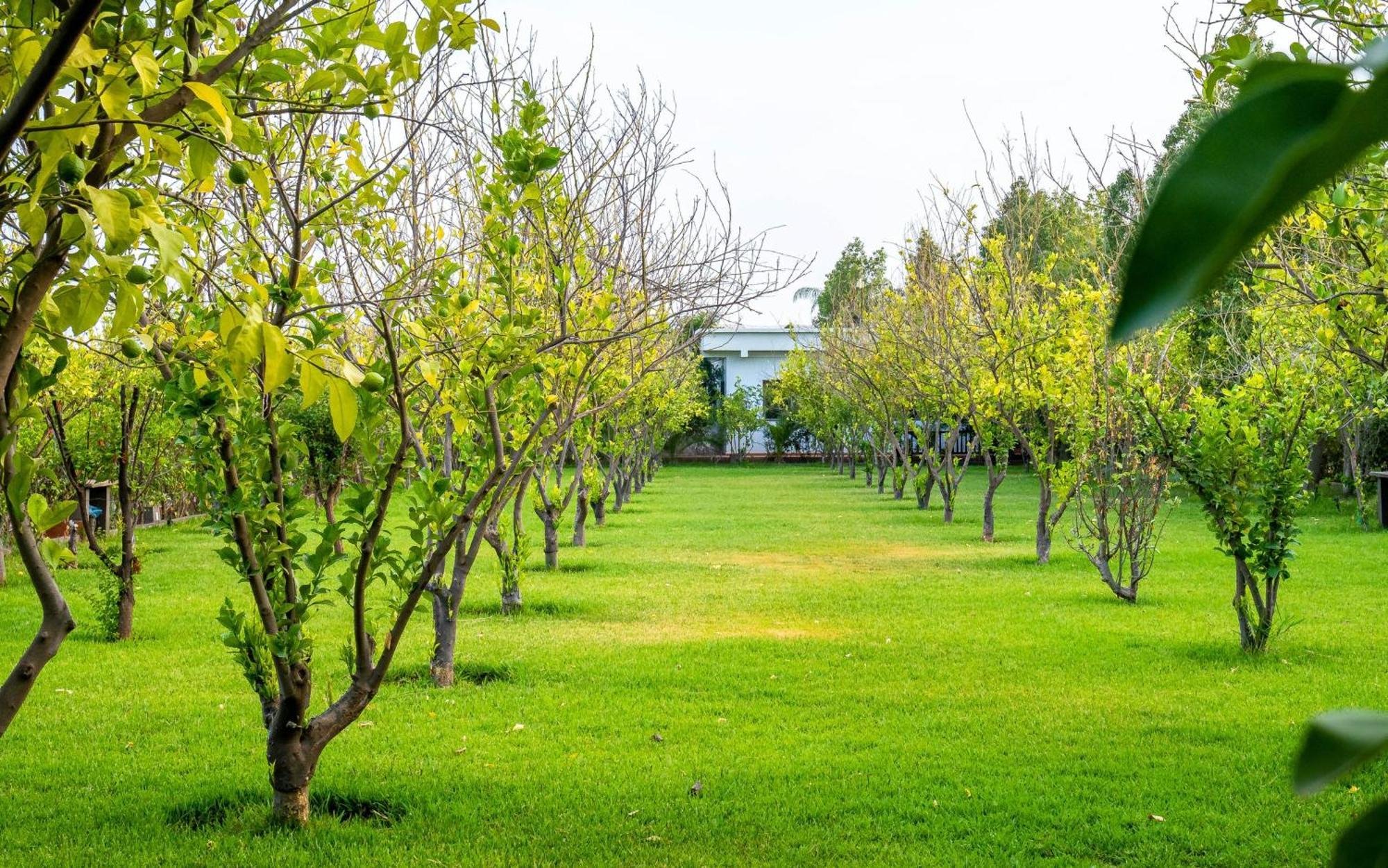 The Lemonary Marrakech Otel Ouled Moumen Dış mekan fotoğraf